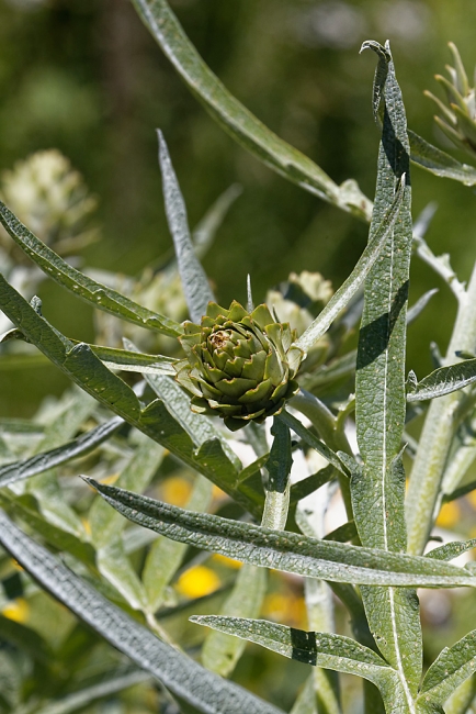 Jardin Botanique de la Bastide-048